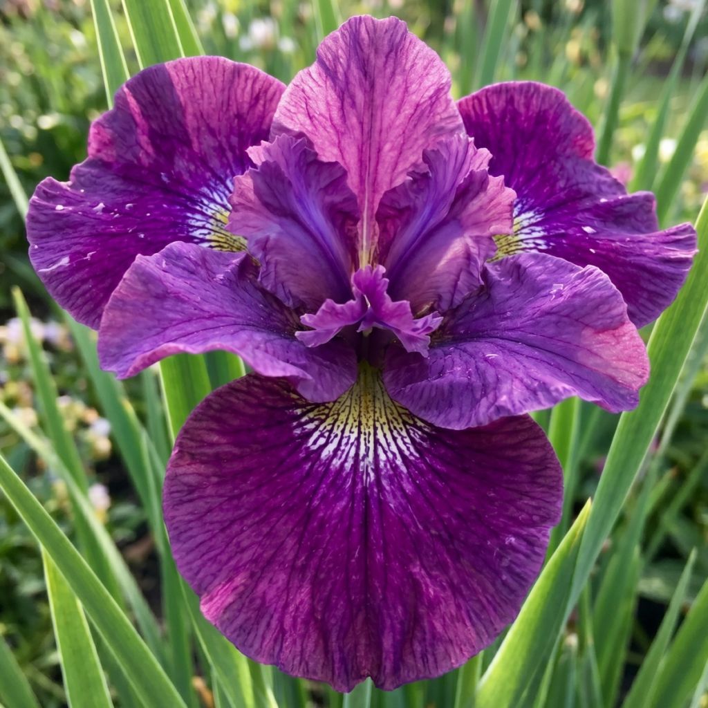 Lirio de Siberia Spindazzle - Iris sibirica 