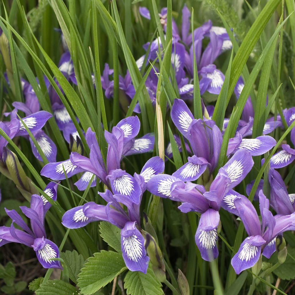Iris versicolor - Lirio de agua de Norteamerica