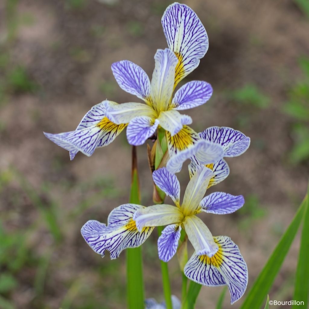 Iris Roy's Repeater - Lirio de agua