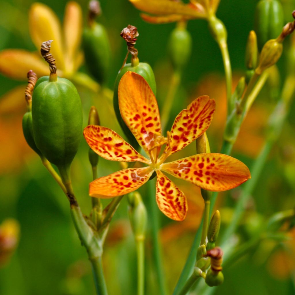 Iris domestica - Belamcanda chinensis - Iris tigré