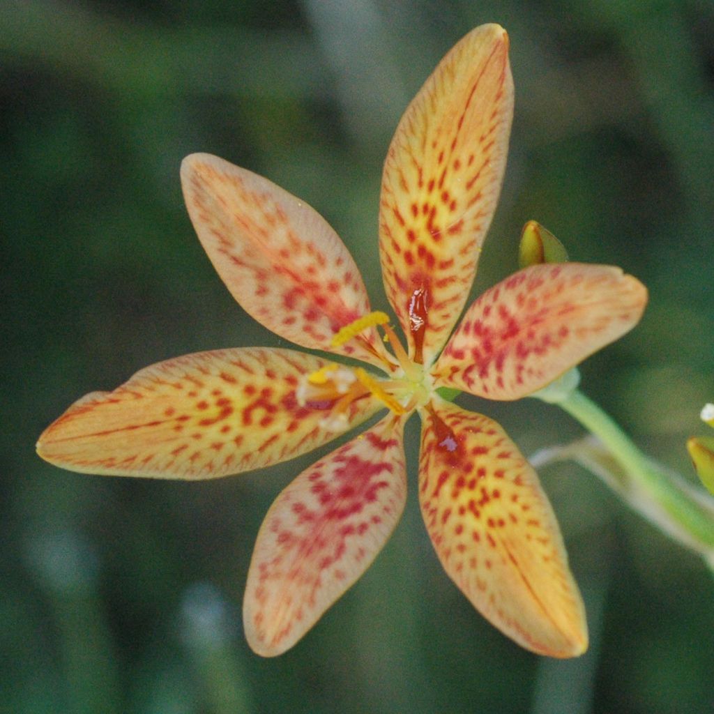 Iris domestica - Belamcanda chinensis - Iris tigré