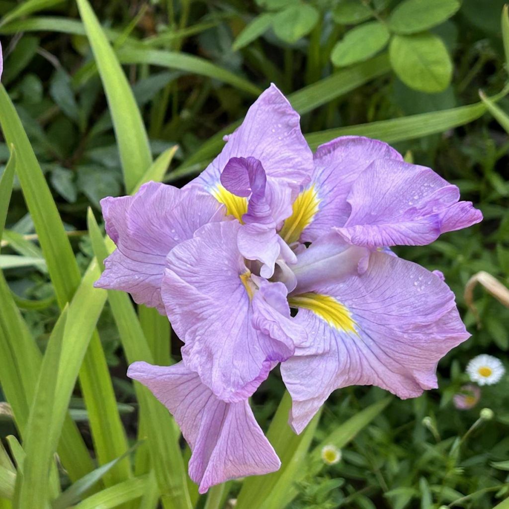 Iris Japonés Worley Pink - Iris ensata