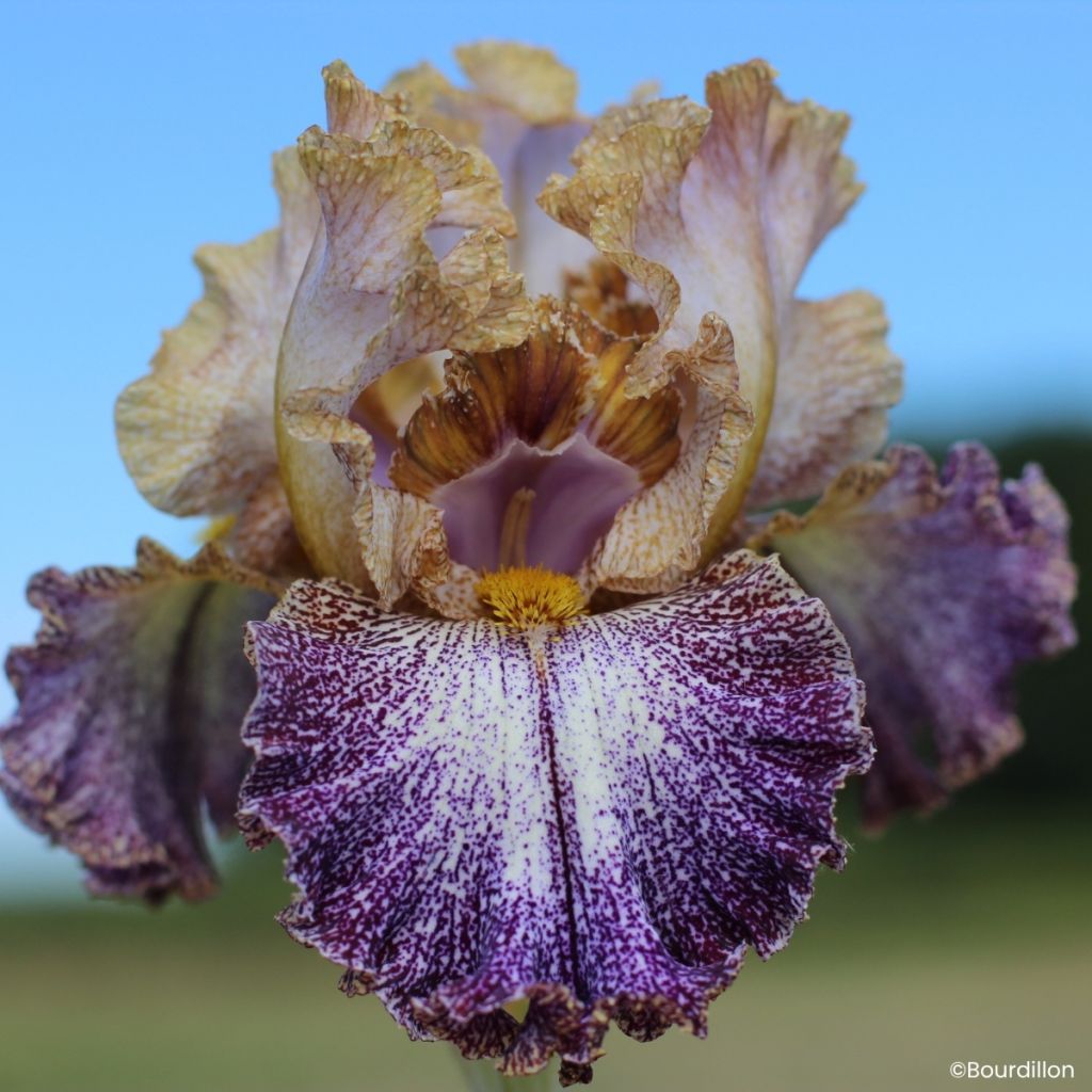 Iris germanica Dipped in Dots - Lirio azul