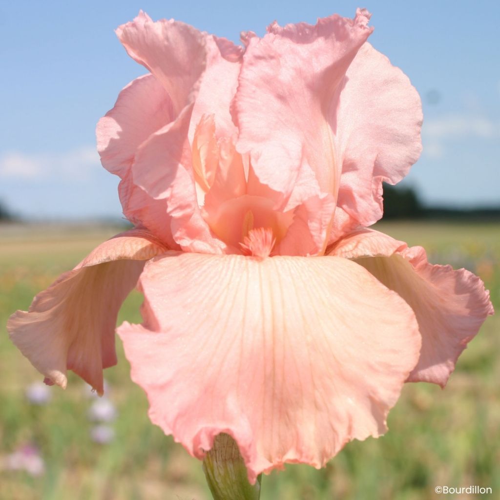 Iris germanica Magical Encounter - Lirio azul