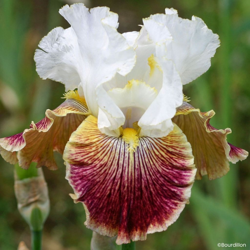 Iris germanica Scatterbrain - Lirio azul