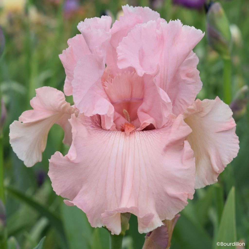 Iris germanica Star Appeal - Lirio azul