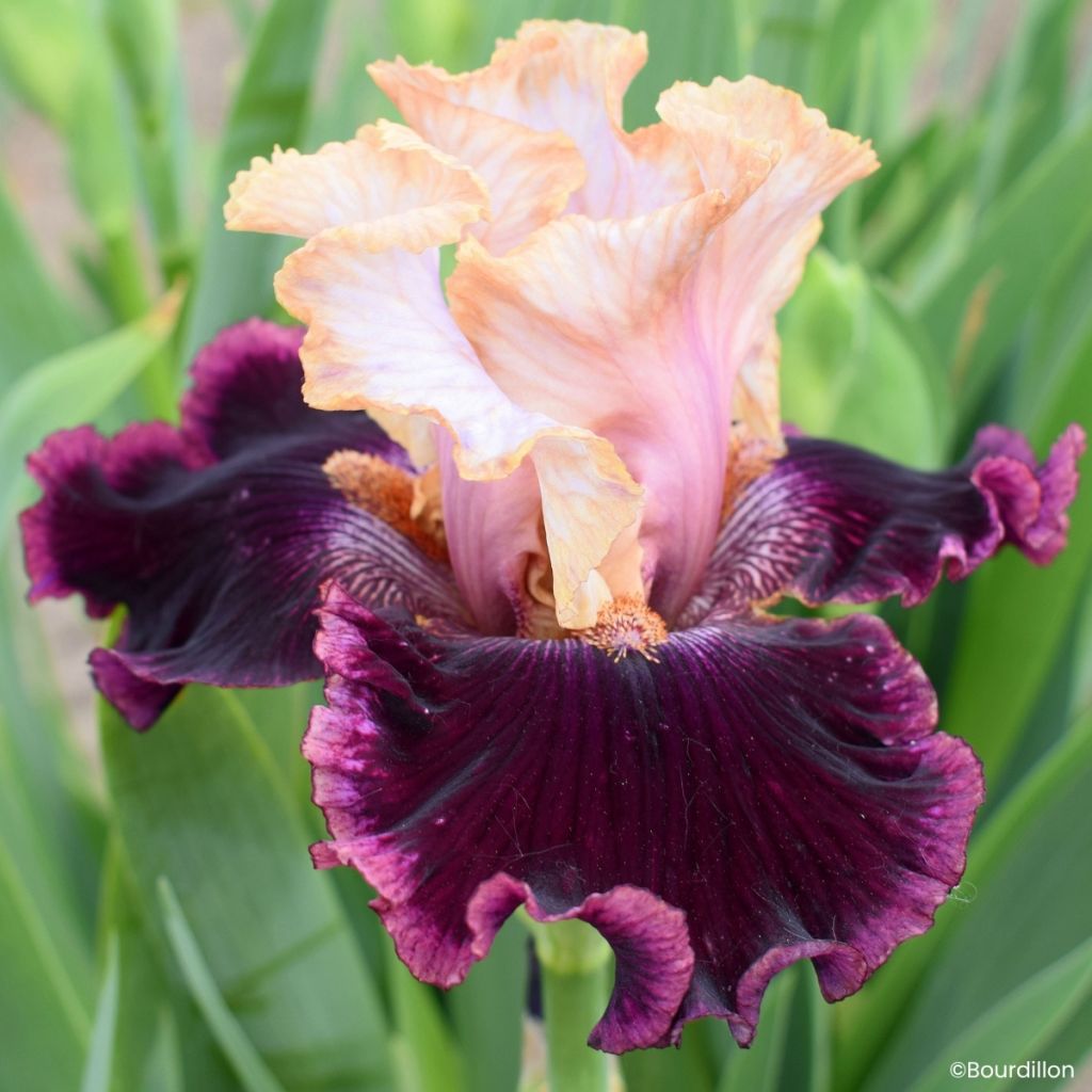 Iris germanica Vanilla Berry - Lirio azul