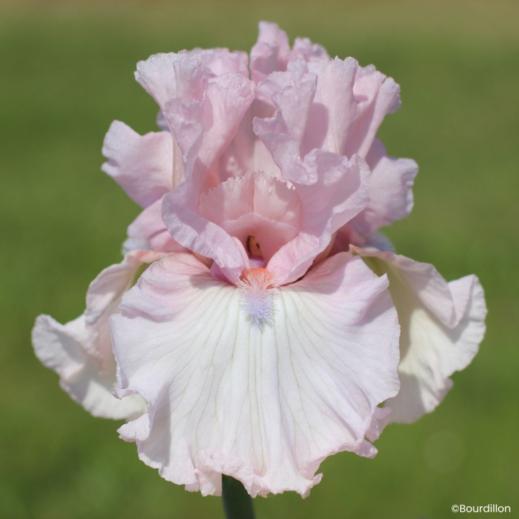 Iris germanica Vanity Girl - Lirio azul