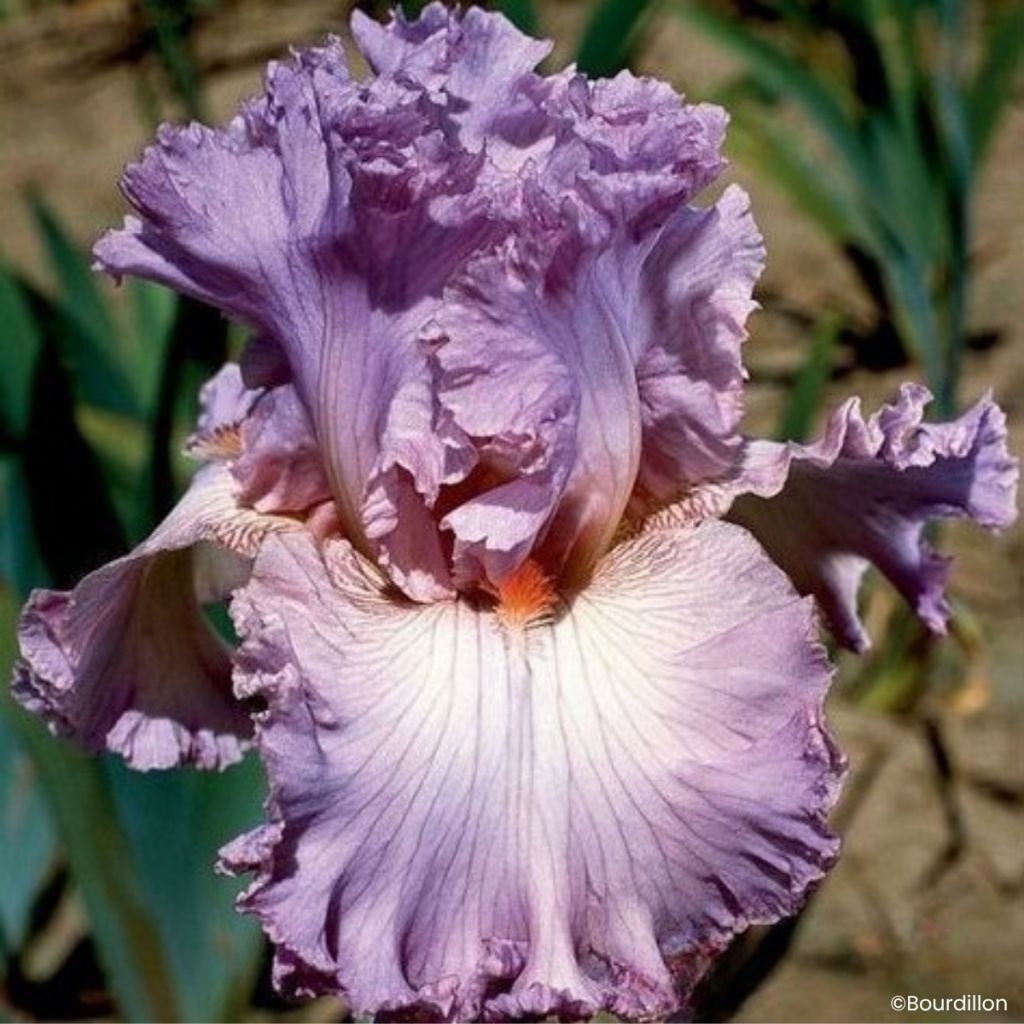 Iris germanica Vienna Waltz - Lirio azul