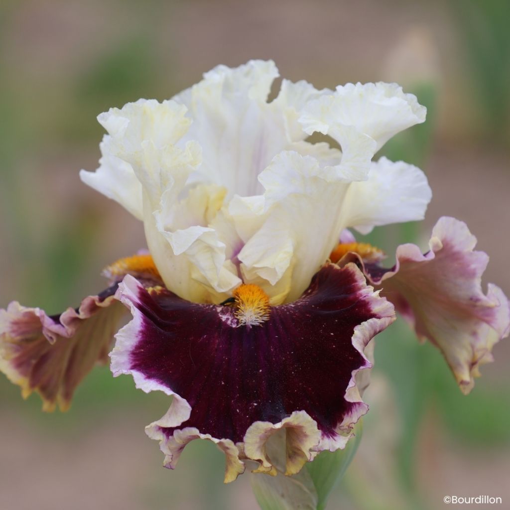 Iris germanica When Doves Cry - Lirio azul
