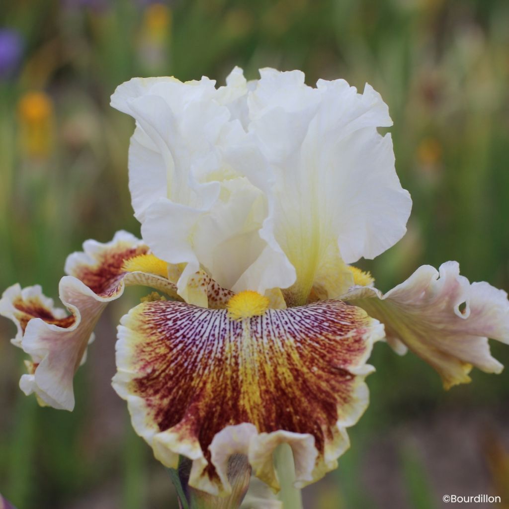 Iris germanica Wonder Never Cease - Lirio azul