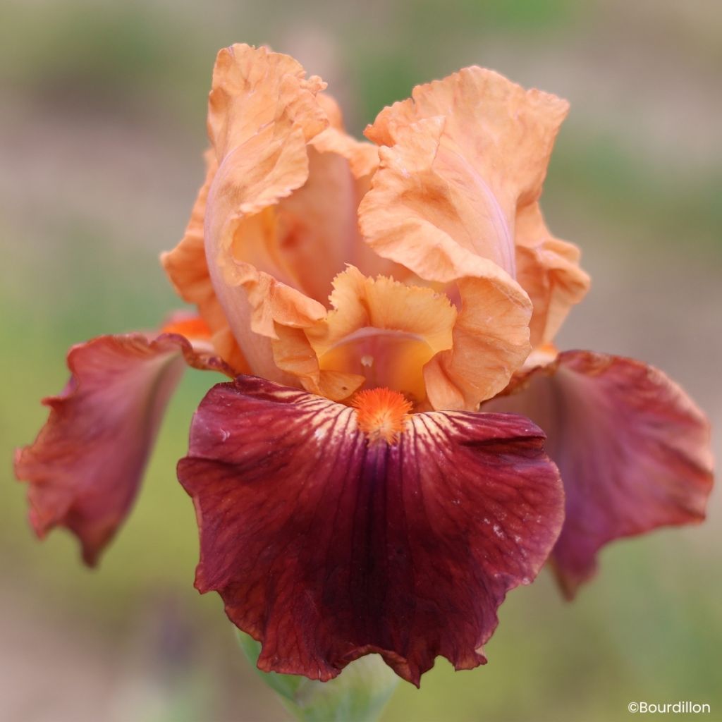 Iris germanica Apricot Toping - Lirio azul