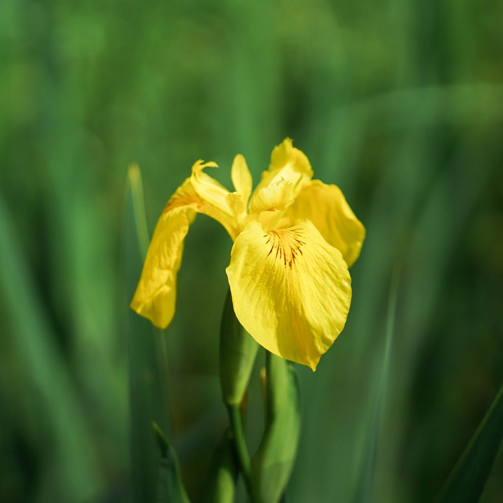 Iris pseudacorus Compact Form - Lirio amarillo