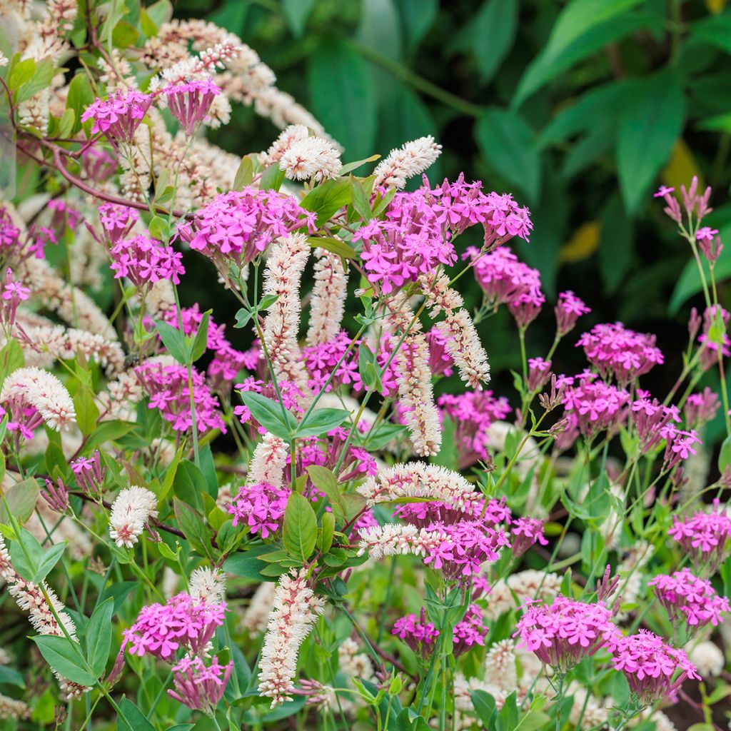 Itea virginica - Itea de Virginia