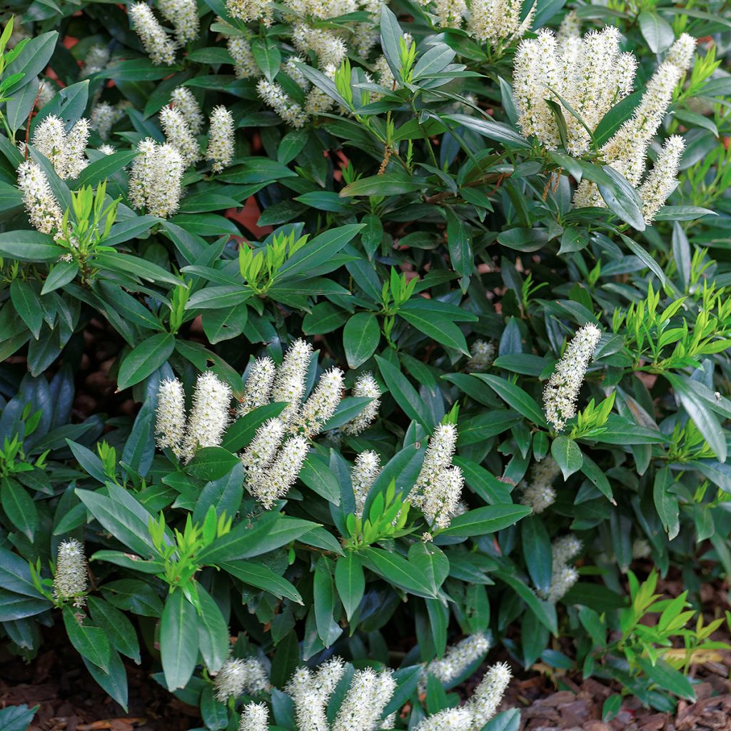 Itea virginica Little Henry