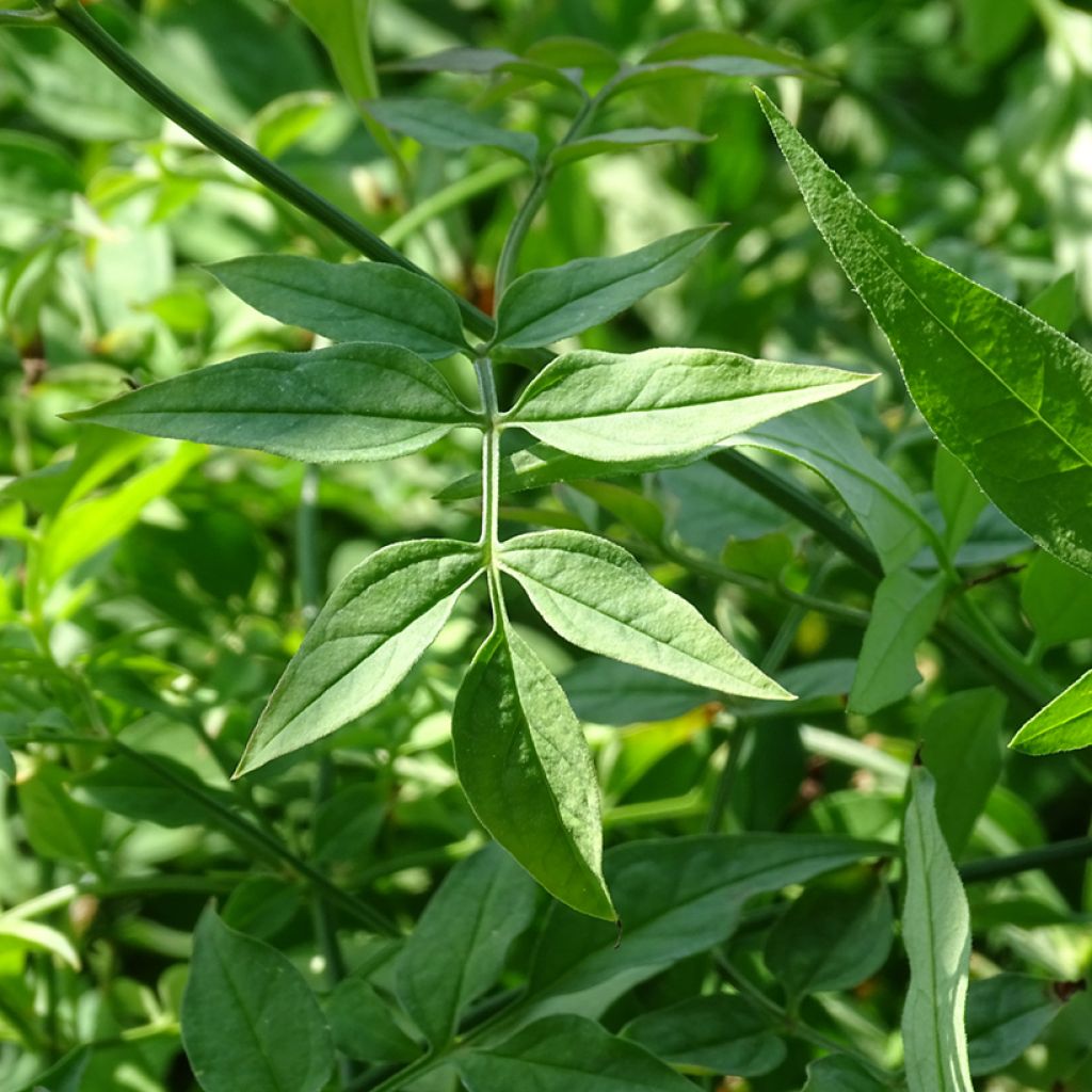 Jazmín común - Jasminum officinale