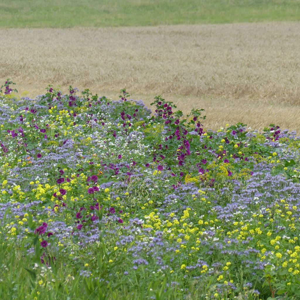Barbecho melífero Tübinger