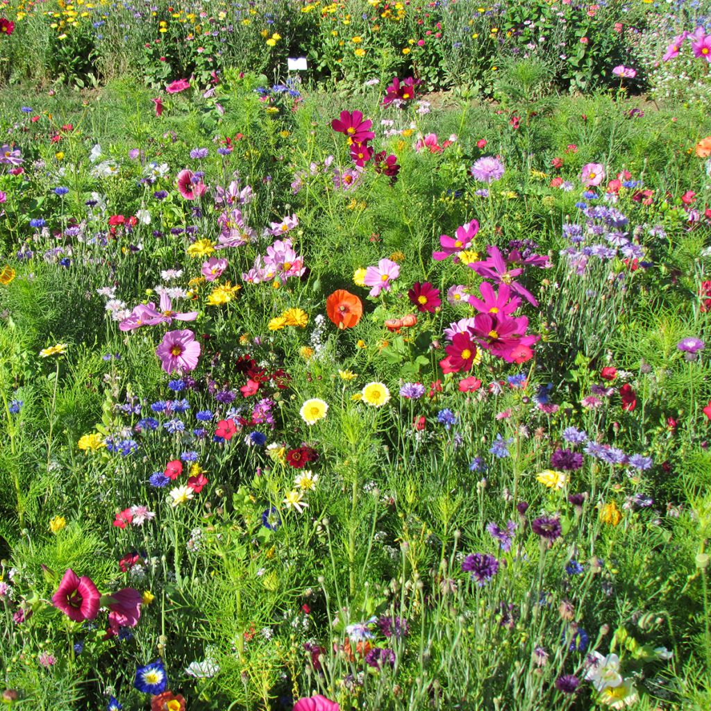 Barbecho de flores altas Colores de Francia producción francesa
