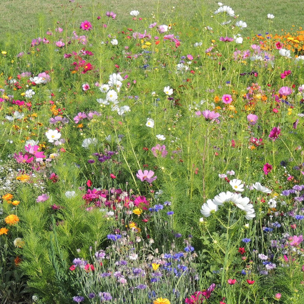 Barbecho de flores altas Colores de Francia producción francesa