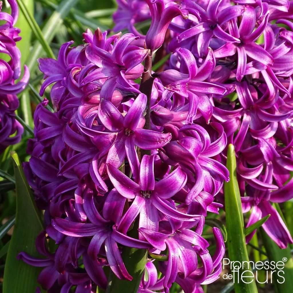 Jacinto Purple Sensation - Jacinto fragante