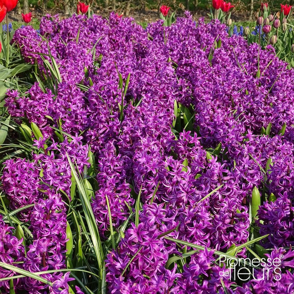 Jacinto Purple Sensation - Jacinto fragante