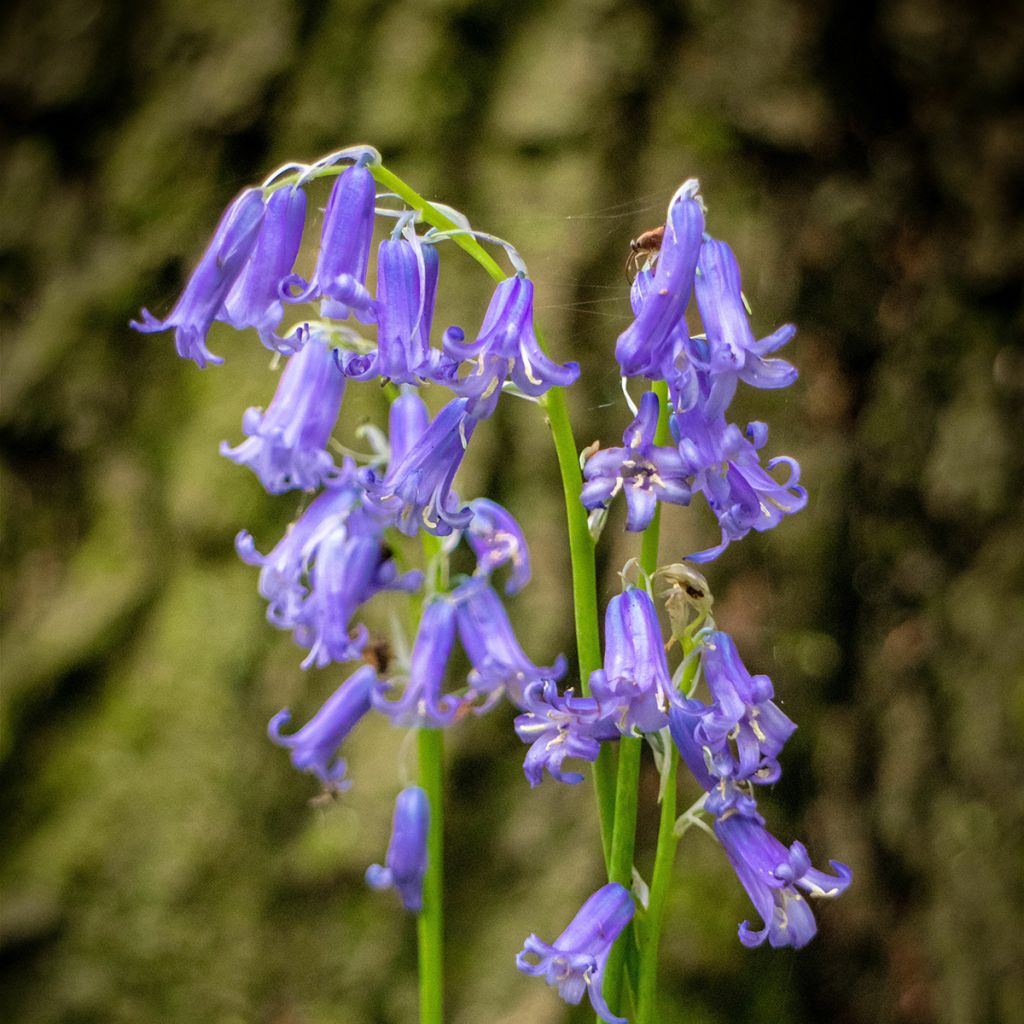 Jacinto silvestre - Hyacinthoides non-scripta