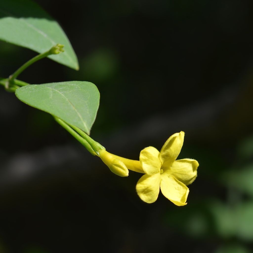 Jazmín italiano - Jasminum humile Revolutum