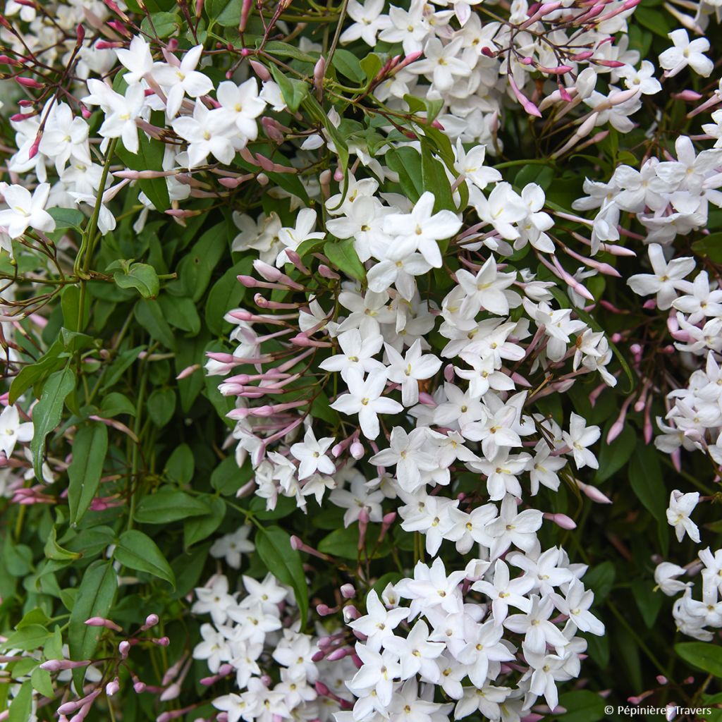 Jasminum Starry Night - Jazmín