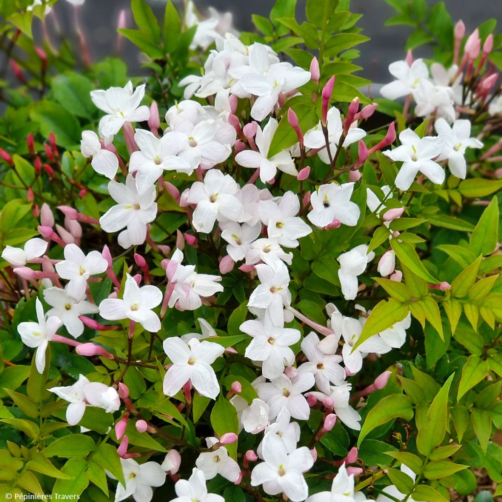 Jasminum Starry Night - Jazmín