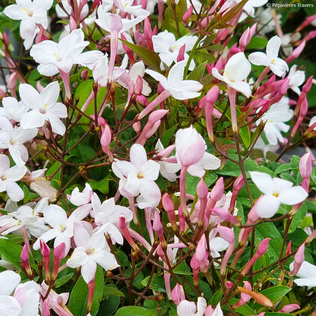 Jasminum Starry Night - Jazmín