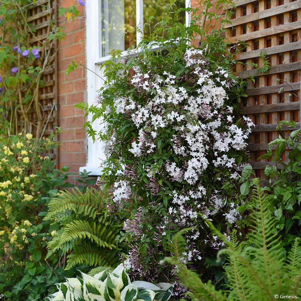 Jasminum Starry Night - Jazmín