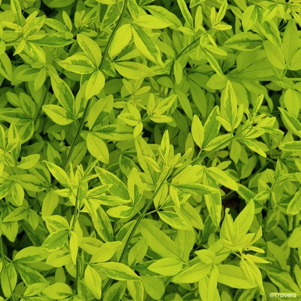 Jazmín de primavera Goldtouch - Jasminum mesnyi 