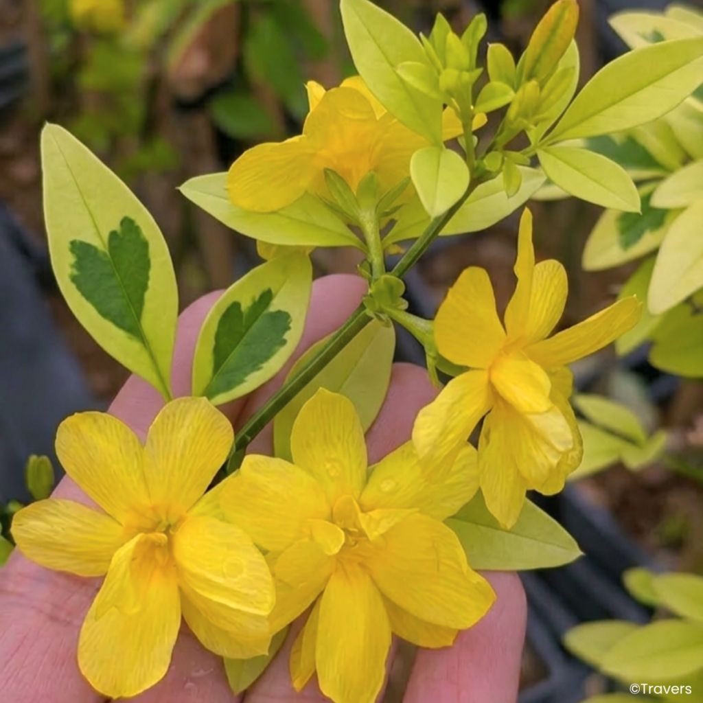 Jazmín de primavera Goldtouch - Jasminum mesnyi 
