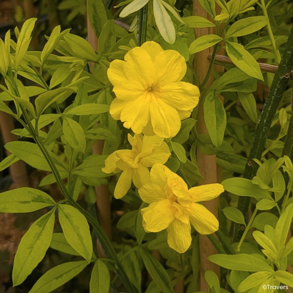 Jazmín de primavera Goldtouch - Jasminum mesnyi 