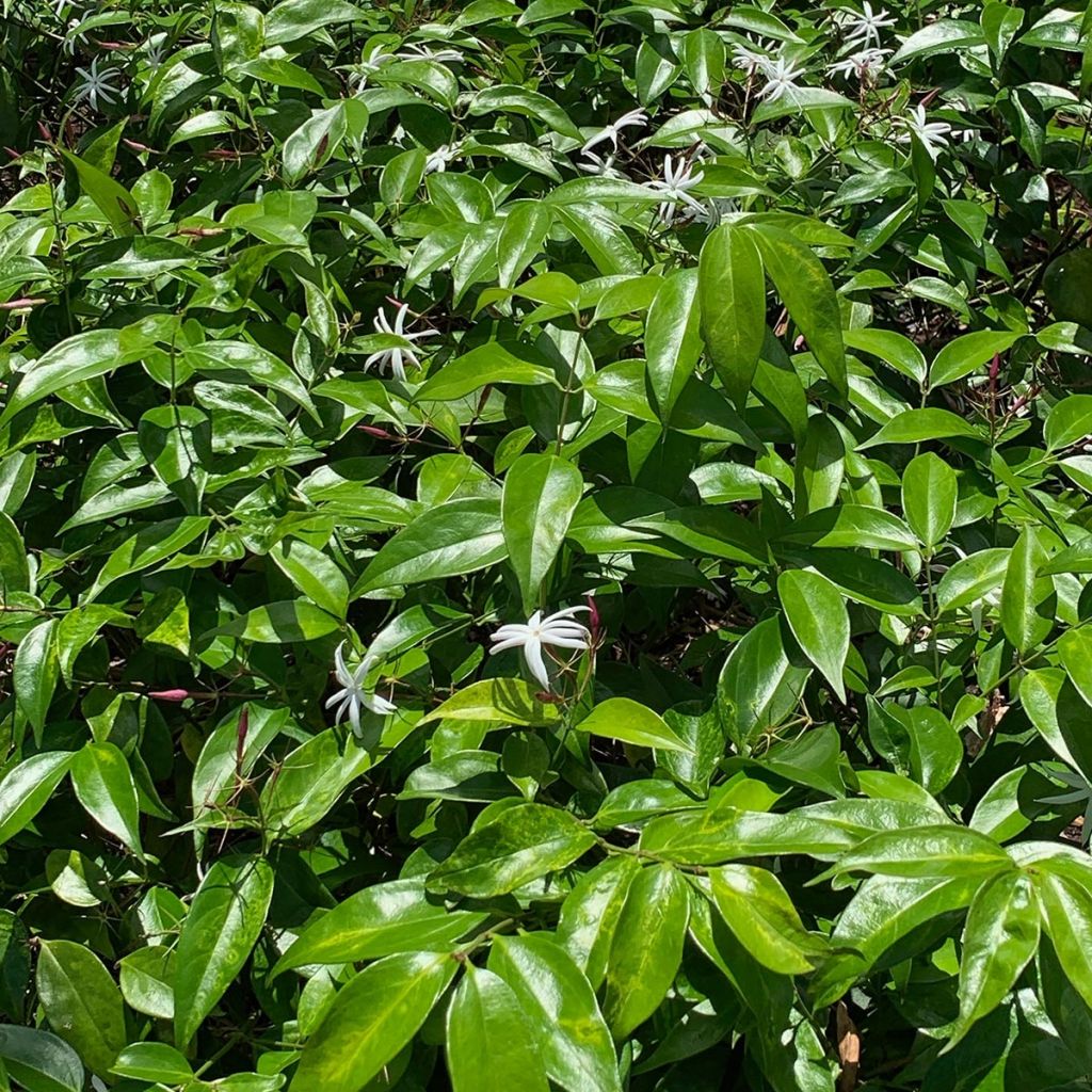 Jasminum nitidum - Jasmin