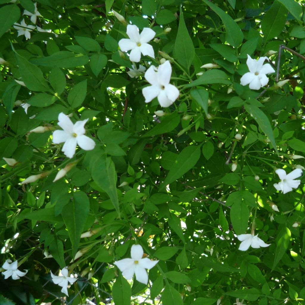 Jazmín común - Jasminum officinale