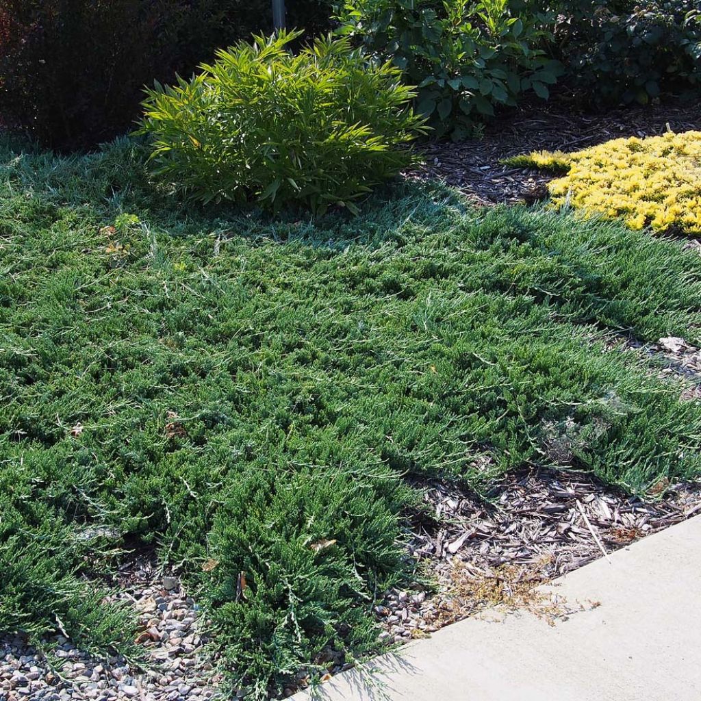 Juniperus horizontalis Wiltonii - Enebro rastrero