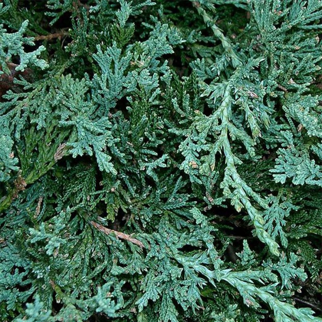 Juniperus horizontalis Wiltonii - Enebro rastrero