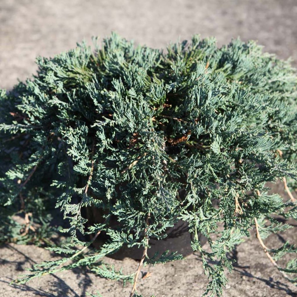 Juniperus horizontalis Wiltonii - Enebro rastrero