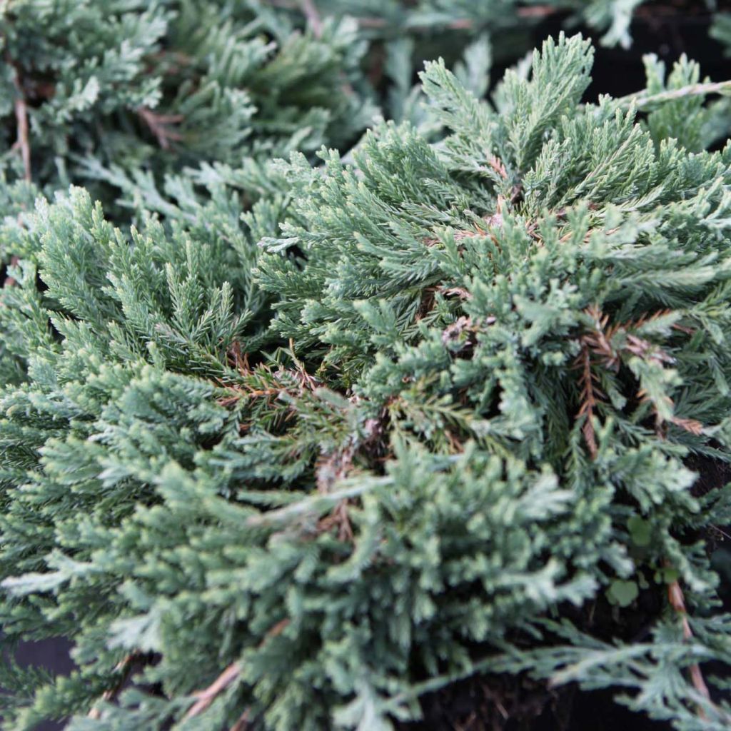 Juniperus horizontalis Wiltonii - Enebro rastrero