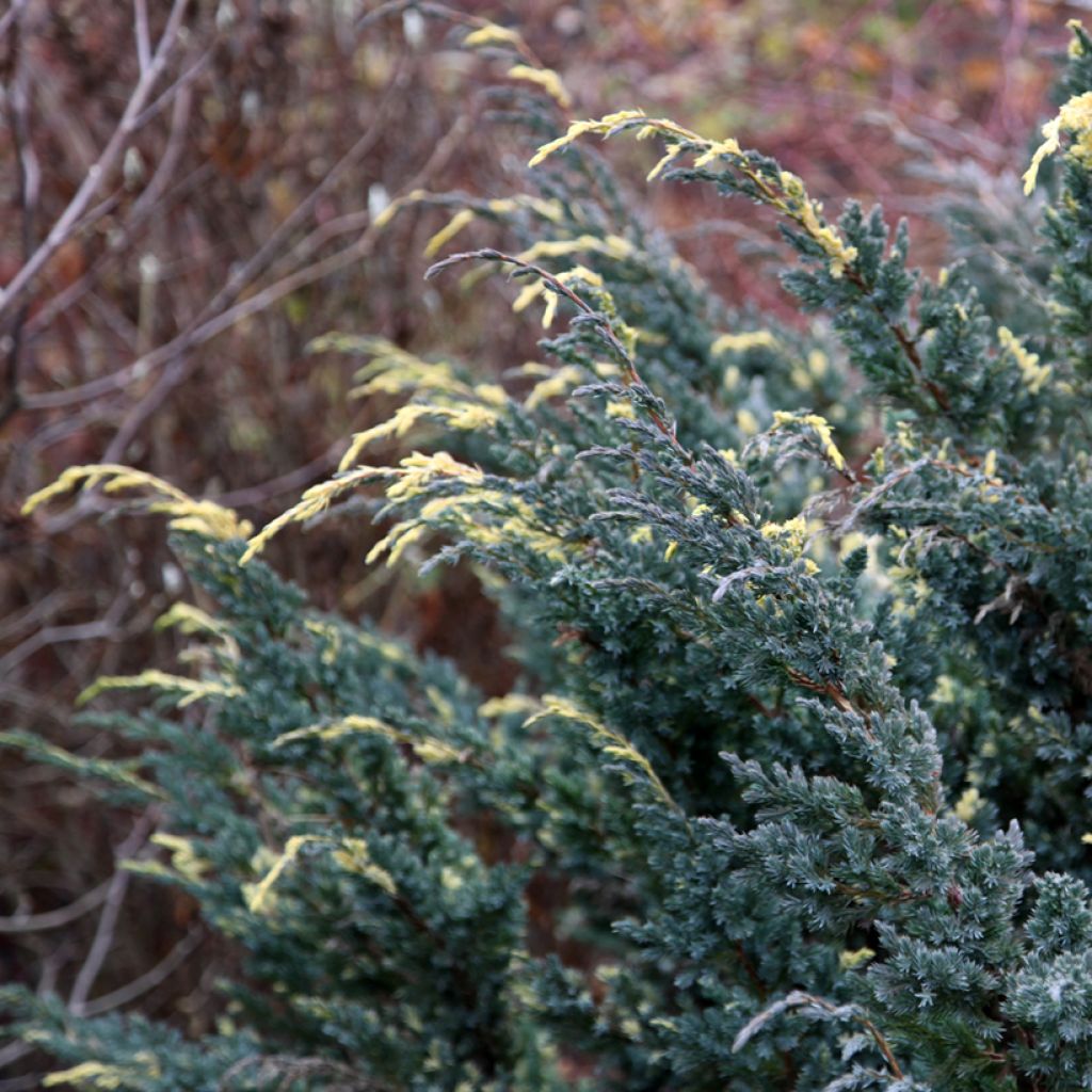 Juniperus squamata Golden Flame - Enebro escamoso