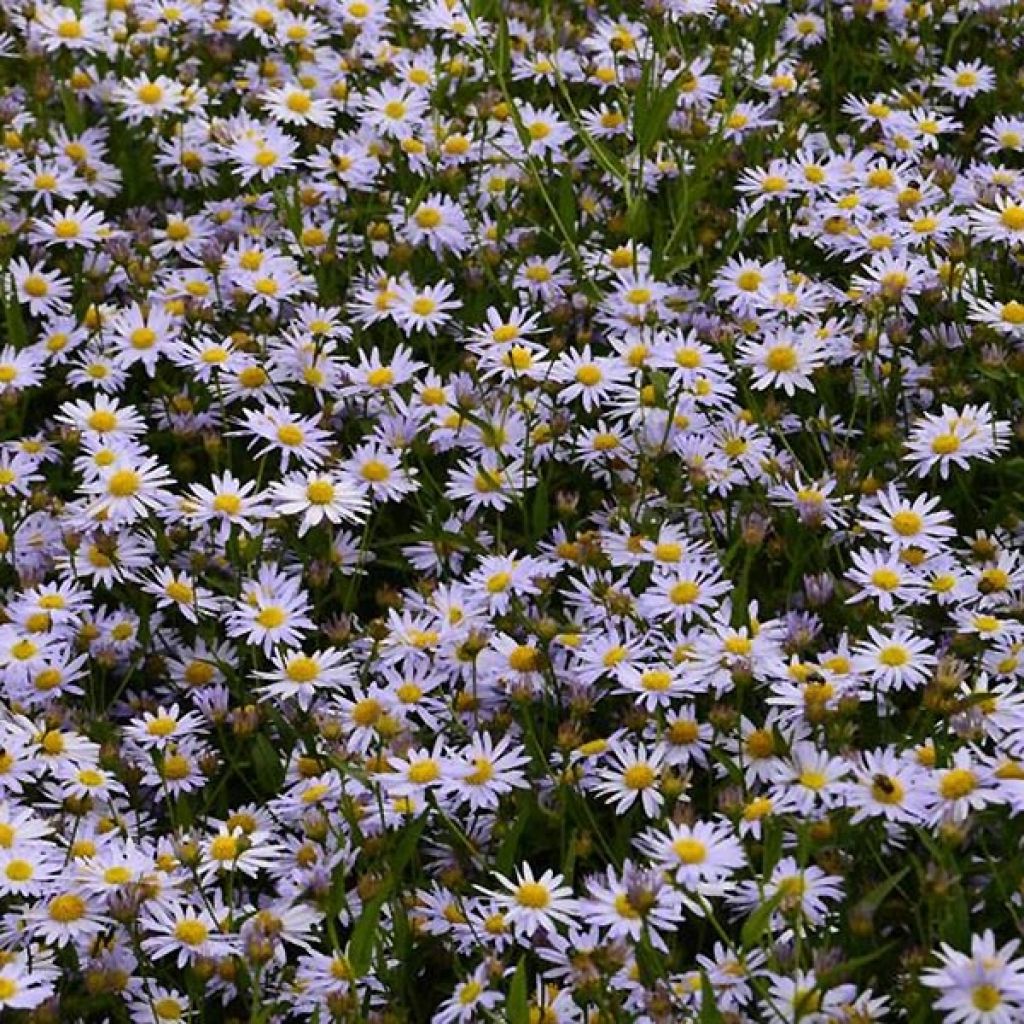 Kalimeris incisa Charlotte - Aster japonés