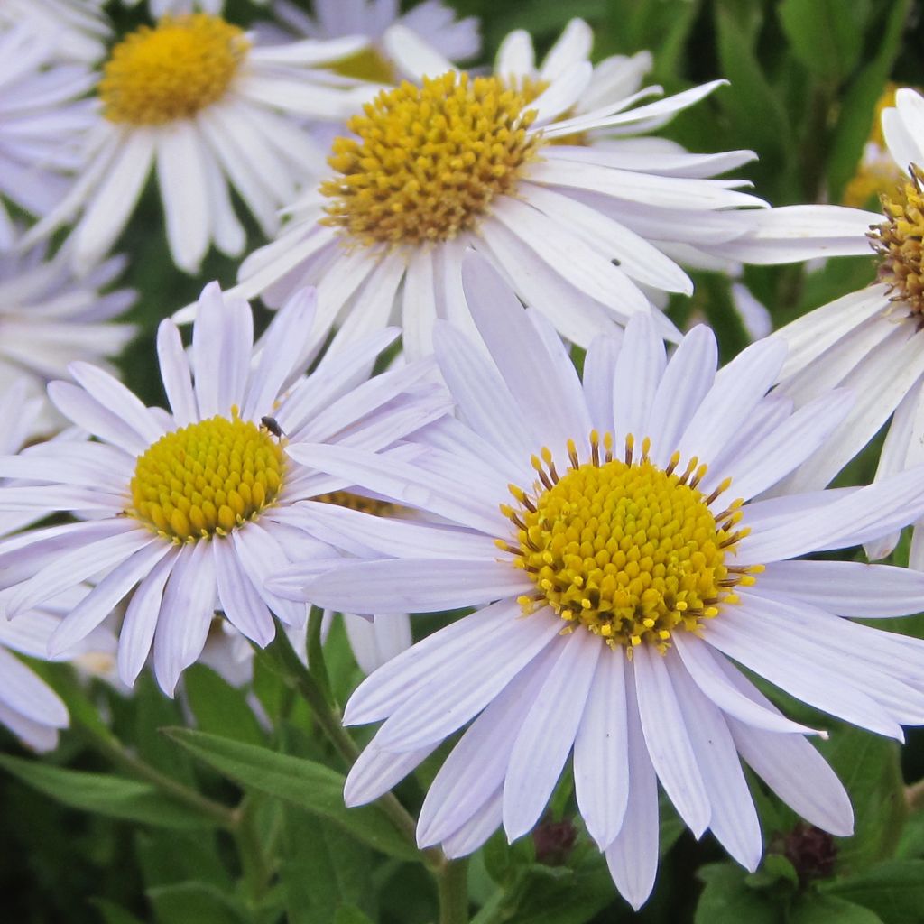 Kalimeris incisa Madiva - Aster japonés