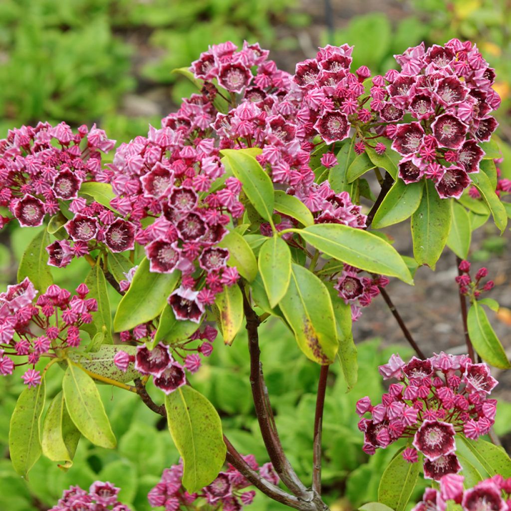 Kalmia latifolia Latchmin