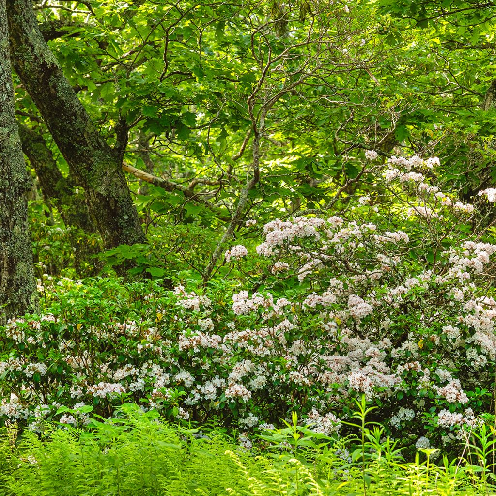 Kalmia latifolia - Laurel de montaña