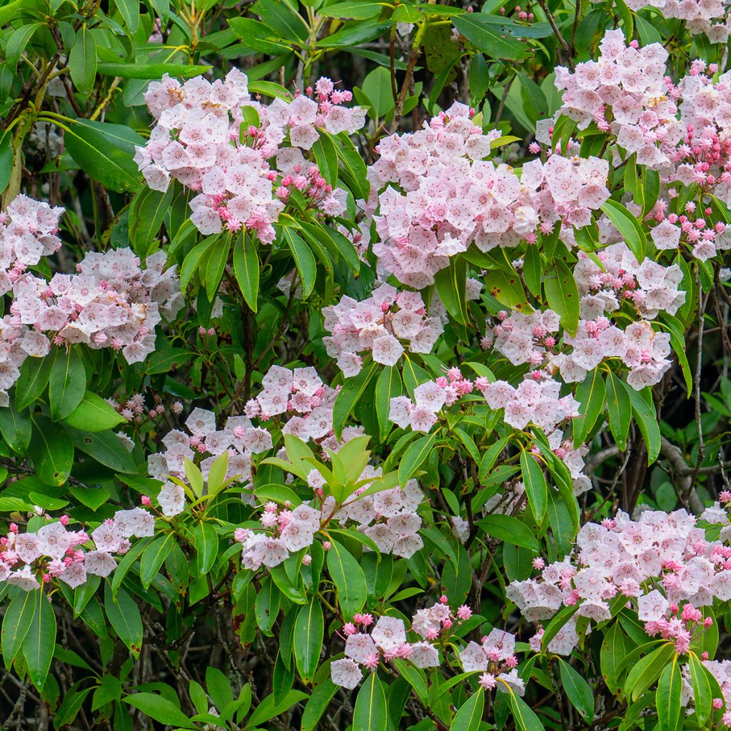 Kalmia latifolia - Laurel de montaña
