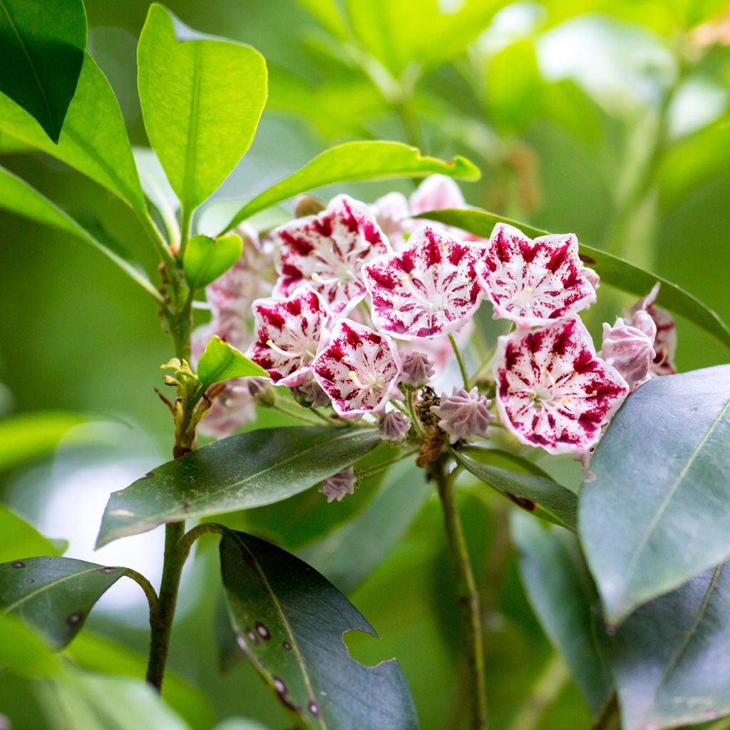 Kalmia latifolia Minuet