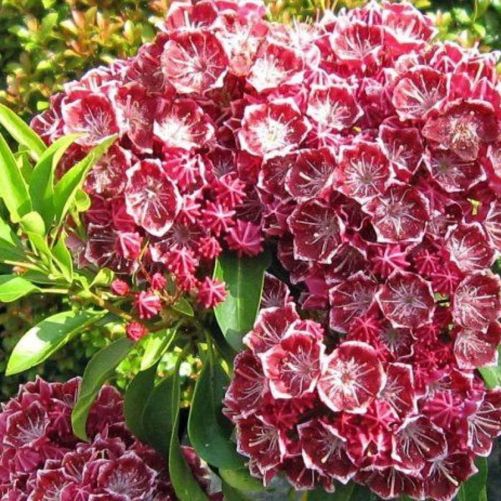 Kalmia latifolia Pinwheel