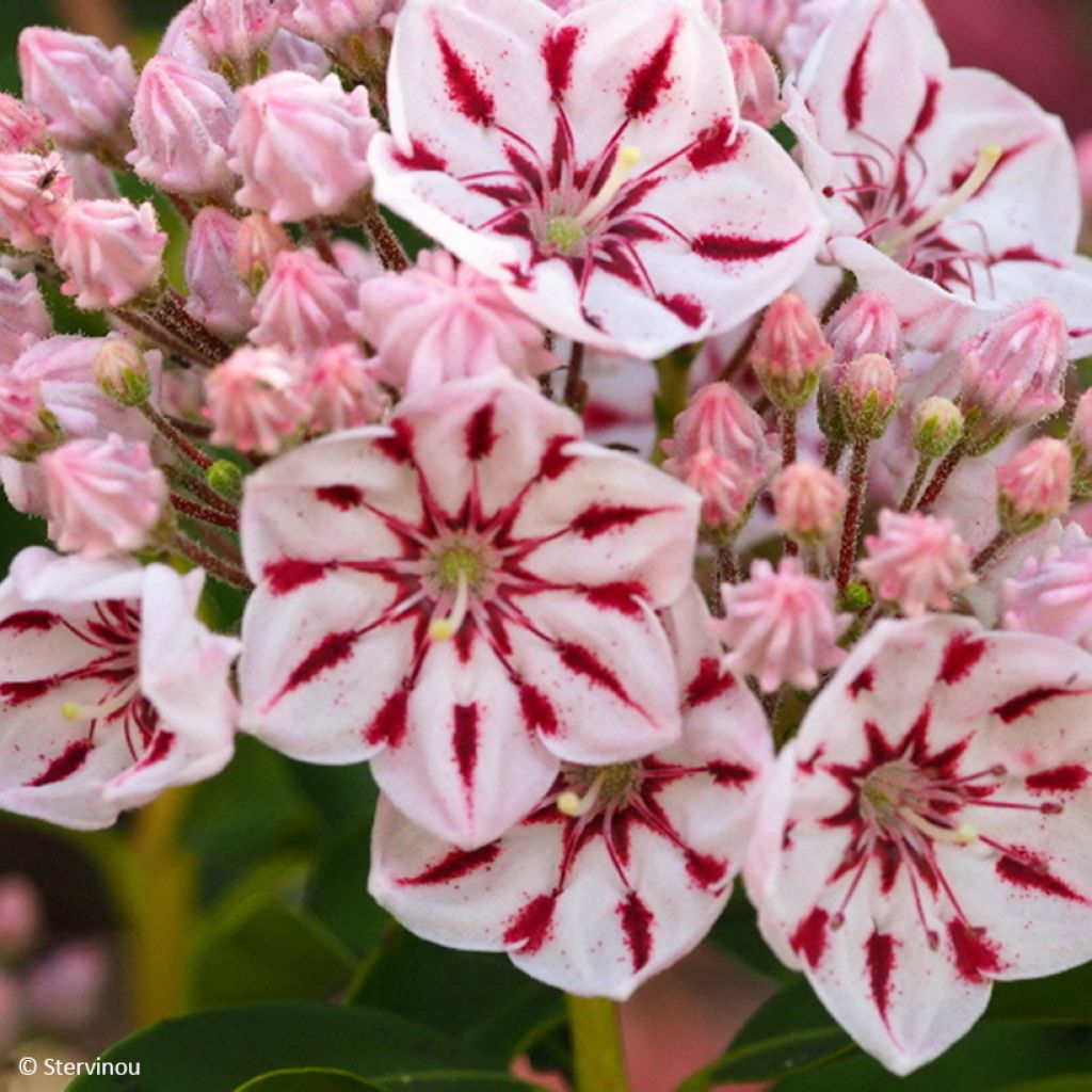Kalmia latifolia Windmill - Laurel de montaña