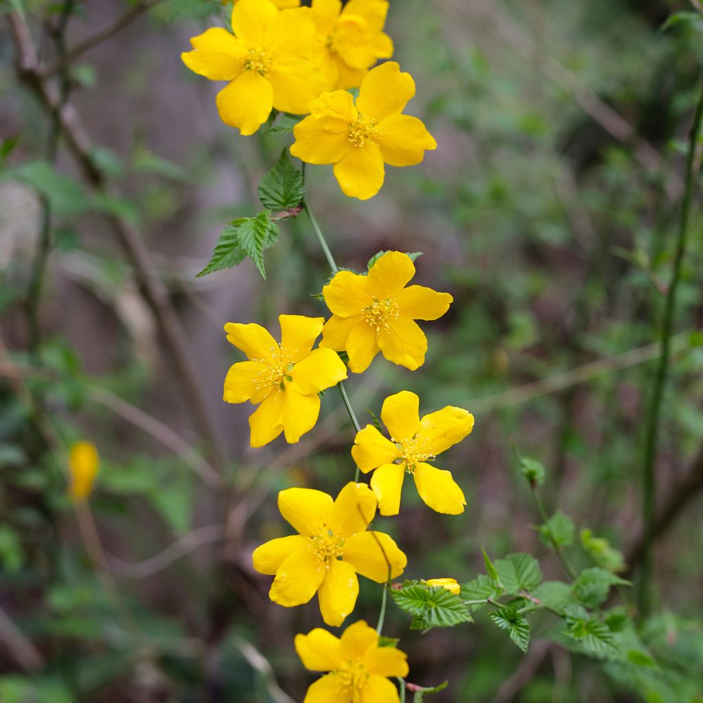 Kerria japonica